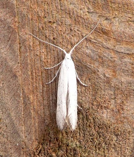 Coleophora betulella