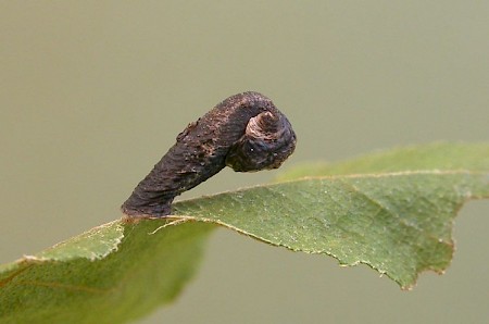 Coleophora betulella