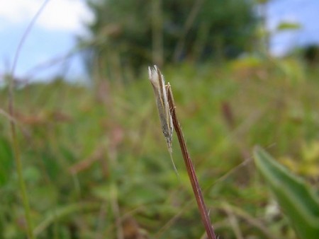 Coleophora conspicuella