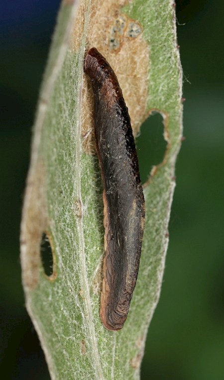 Coleophora conspicuella