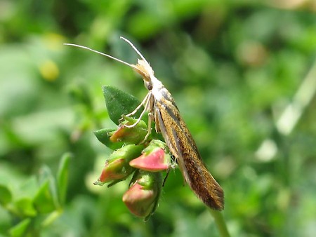 Coleophora vibicella