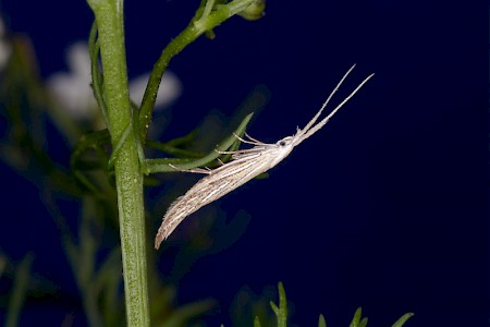 Coleophora lixella