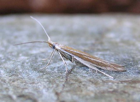 Coleophora albicosta