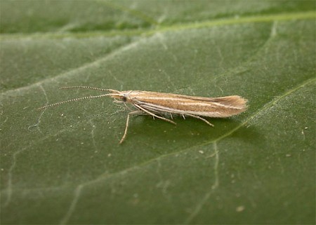 Coleophora albicosta