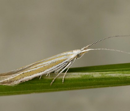 Adult &bull; Eastern Austria &bull; &copy; Peter Buchner