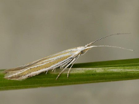 Coleophora vulnerariae