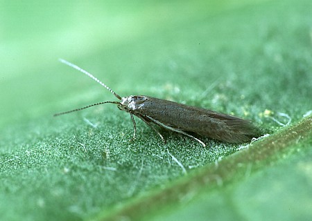 Larch Case-bearer Coleophora laricella