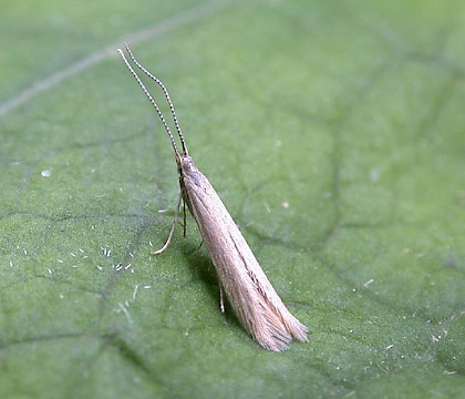 Adult • Redgrave and Lopham Fen, Norfolk (gen. det) • © Nigel Whinney