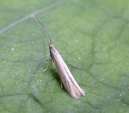 Coleophora caespititiella