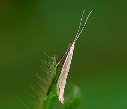 Adult • Berrow, Somerset, reared from larva • © Patrick Clement