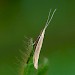 Adult • Berrow, Somerset, reared from larva • © Patrick Clement