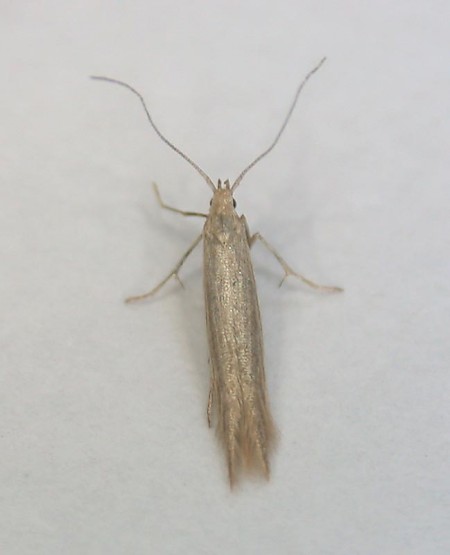 Coleophora glaucicolella