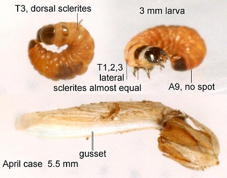 Coleophora glaucicolella