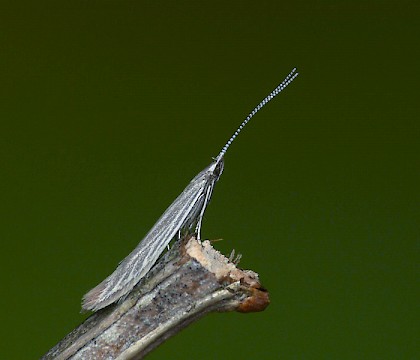 Adult • Wyre Forest, Worcestershire • © Patrick Clement