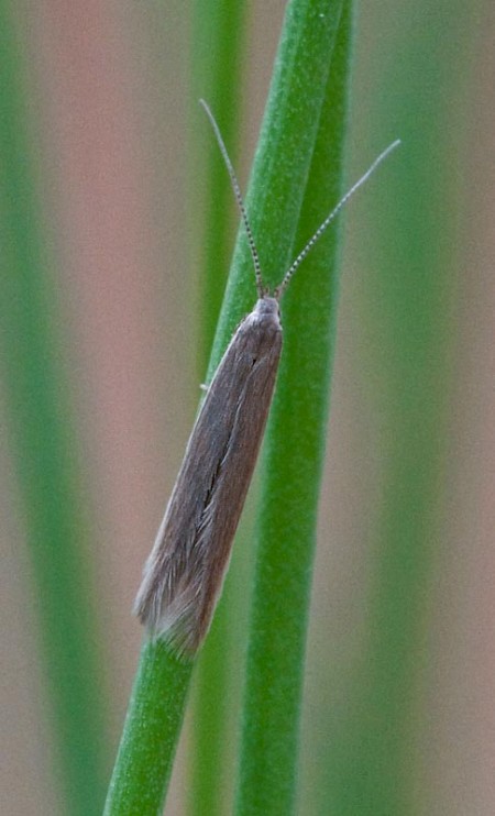 Coleophora alticolella