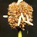 Larval cases • Mellor, VC. Derbyshire. Aug. 1988. On Juncus • © Ian Smith