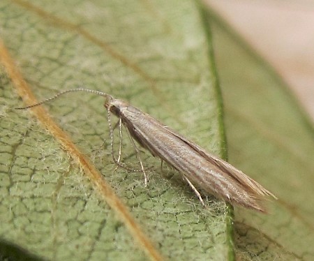 Coleophora taeniipennella