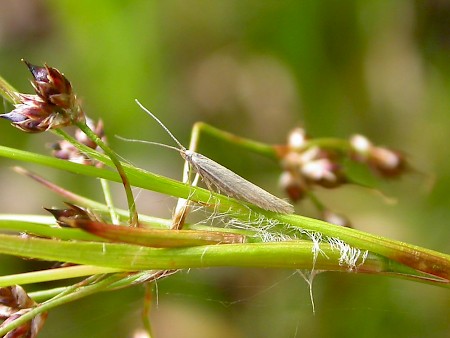 Coleophora sylvaticella