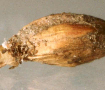 Larval Case &bull; On seedhead of Juncus maritimus (prone on ground). Lancashire. April. Gen. det. & leg. S.M.Palmer. &bull; &copy; Ian Smith