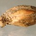 Larval Case • On seedhead of Juncus maritimus (prone on ground). Lancashire. April. Gen. det. & leg. S.M.Palmer. • © Ian Smith