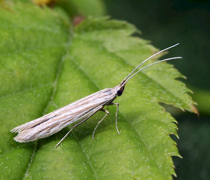 Adult • Havant Thicket, Hants., reared from larva • © Keith Tailby