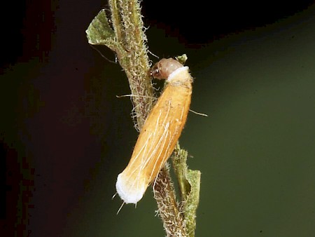 Coleophora virgaureae