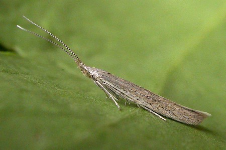 Coleophora vestianella