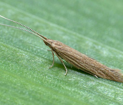 Adult • Gann Estuary, Pembrokeshire. ex. Larva, gen. det. PGC • © Patrick Clement