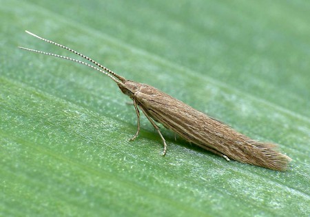 Coleophora atriplicis