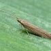 Adult • Gann Estuary, Pembrokeshire. ex. Larva, gen. det. PGC • © Patrick Clement