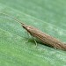 Adult • Gann Estuary, Pembrokeshire. ex. Larva, gen. det. PGC • © Patrick Clement