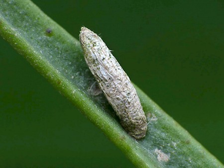 Coleophora atriplicis