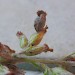 Larval case • Rixton, Cheshire, on Artemesia vulgaris • © Ben Smart