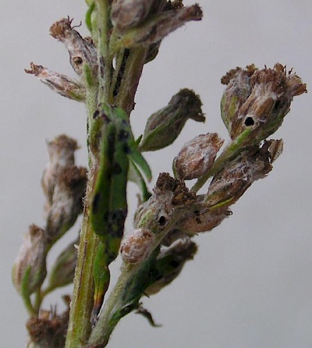 Coleophora artemisicolella