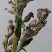 Feeding signs • Rixton, Cheshire, on Artemesia vulgaris • © Ben Smart