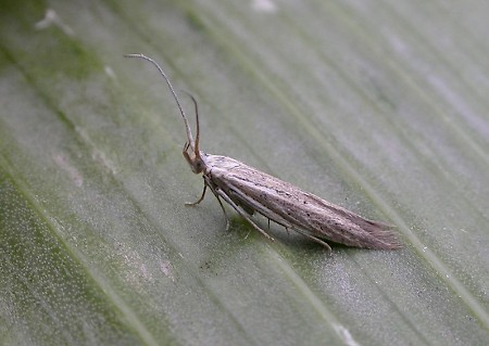 Coleophora galbulipennella