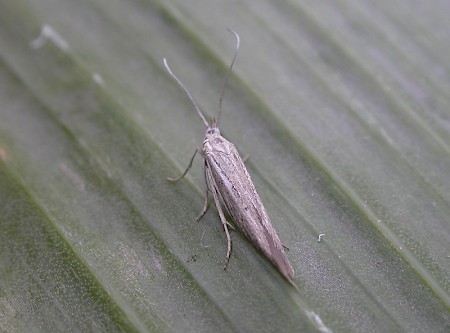 Coleophora galbulipennella