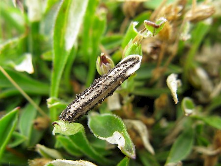 Coleophora galbulipennella