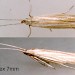 Adult • Ex larva on Cirsium arvense. Flints. • © Ian Smith