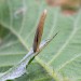 Larval case • On Cirsium arvense. Norfolk • © Shane Farrell