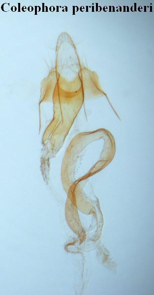 Coleophora peribenanderi