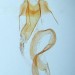 Female genitalia plate • From imago ex larva on Cirsium arvense. Flints.Leg. I.F. Smith. Gen. det. Shane Farrell. • © Shane Farrell