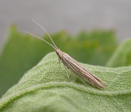 Adult • Blean Woods, Kent. Reared from larva • © Francis Solly