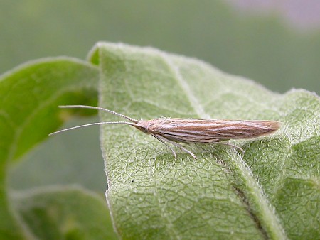 Coleophora ramosella