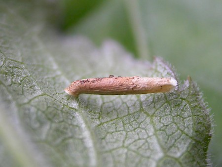 Coleophora ramosella