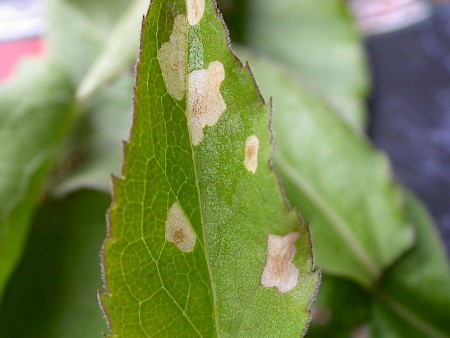 Coleophora ramosella