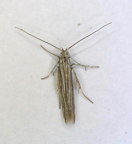 Coleophora trochilella