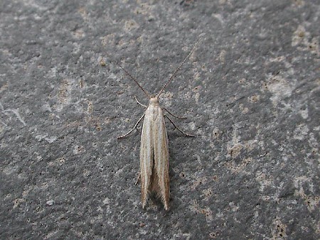 Coleophora trochilella