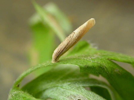 Coleophora trochilella