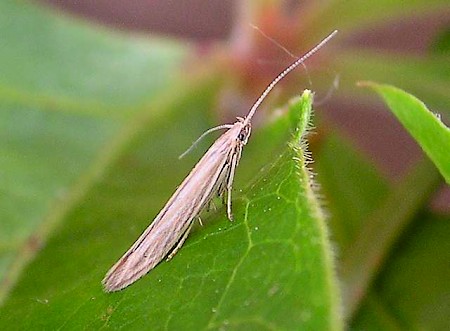 Coleophora striatipennella